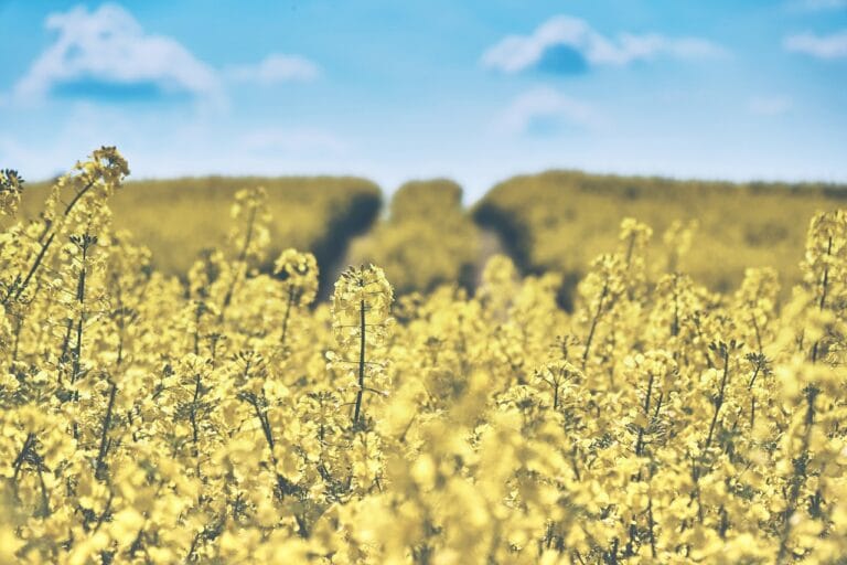 1 hektar ile to arów – kalkulator. Wyjaśniamy tajniki przeliczania!