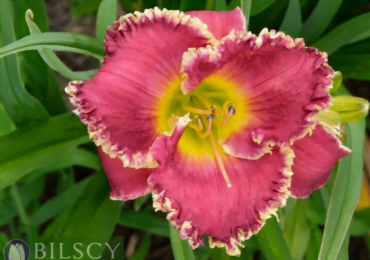 5 roślin, które musisz posadzić w ogrodzie wiosną - foto